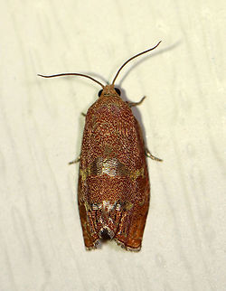 Filbertworm Moth - Cydia latiferreana TL: ~10 mm. FW was orange and tan; Two broad, silvery bands cross median area. Hosts: Beech, filbert, hazelnut, and oak. Status: Common.

Habitat: Attracted to a 395 nm LED light in a rural area

2020(d) Cydia,Cydia latiferreana,Filbertworm moth,Geotagged,Moth,Summer,Tortricidae,United States