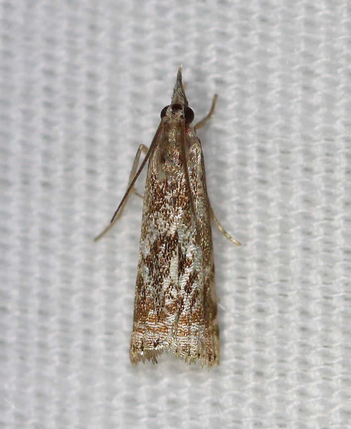 Elegant Grass-Veneer Moth - Microcrambus elegans The FW pattern on this one was lacking the typical &quot;angry face&quot; pattern of scales.<br />
<br />
Habitat: Attracted to a 395 nm LED light in a semi-rural area<br />
<br />
2020(d) Elegant grass-veneer moth,Geotagged,Microcrambus elegans,Summer,United States,moth