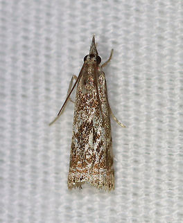 Elegant Grass-Veneer Moth - Microcrambus elegans The FW pattern on this one was lacking the typical "angry face" pattern of scales.

Habitat: Attracted to a 395 nm LED light in a semi-rural area

2020(d) Elegant grass-veneer moth,Geotagged,Microcrambus elegans,Summer,United States,moth