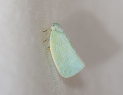 Northern Flatid Planthopper - Flatormenis proxima Habitat: Attracted to a light in a semi-rural area Flatormenis,Flatormenis proxima,Geotagged,Northern flatid planthopper,Summer,United States,hopper,planthopper