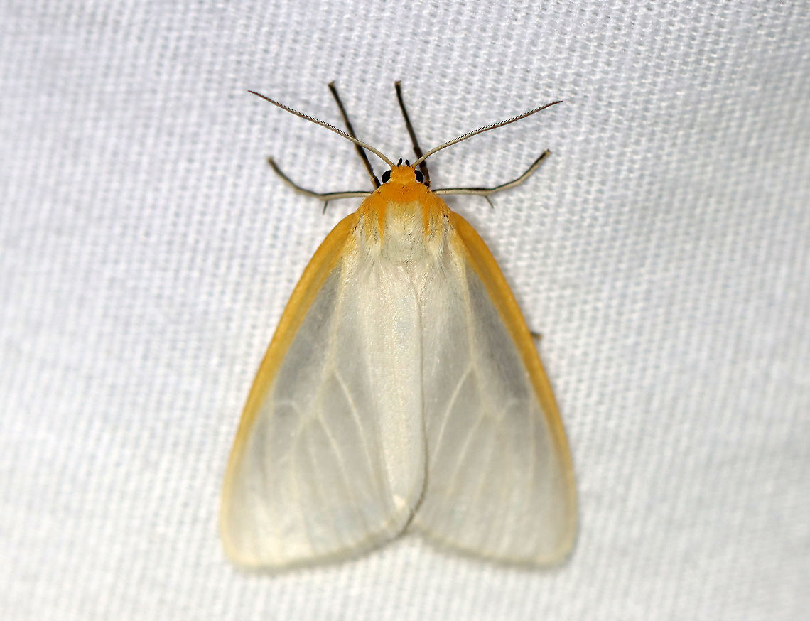 Delicate Cycnia - Cycnia tenera TL: ~20 mm. White FW with yellow costal streak.Yellow head and collar. Hosts: Milkweed and Indian hemp. Status: Common.<br />
<br />
Habitat: Attracted to a 395 nm light at night in a rural area.<br />
<br />
2020(199) Cycnia,Cycnia tenera,Delicate Cycnia,Erebidae,Geotagged,Summer,United States,moth