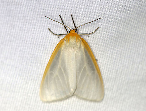 Delicate Cycnia - Cycnia tenera TL: ~20 mm. White FW with yellow costal streak.Yellow head and collar. Hosts: Milkweed and Indian hemp. Status: Common.

Habitat: Attracted to a 395 nm light at night in a rural area.

2020(199) Cycnia,Cycnia tenera,Delicate Cycnia,Erebidae,Geotagged,Summer,United States,moth