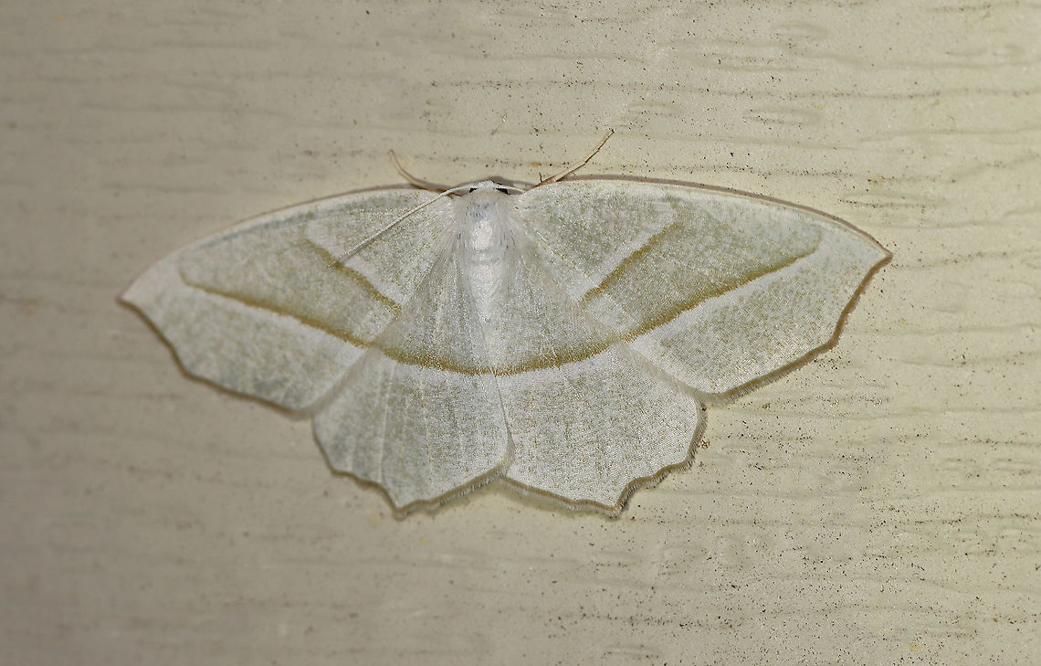 Pale Beauty - Campaea perlata This is the 200th species that has come to my light this year!<br />
<br />
WS: ~40 mm.Pale wings with diffuse, pale green scales. White-edged AM and PM lines that curve at costa. Hosts: Deciduous trees. Status: Common.<br />
<br />
Habitat: Attracted to a 395 nm light at night in a rural area.<br />
<br />
2020(200) Campaea,Campaea perlata,Geometridae,Geotagged,Pale beauty,Summer,United States,moth