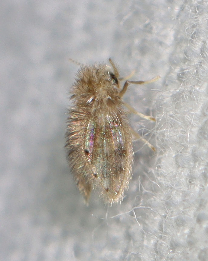 Moth Fly - Family Psychodidae, Psychoda alternata Habitat: Attracted to a light in a semi-rural area Geotagged,Psychoda,Psychoda alternata,Psychodidae,Summer,United States,diptera,moth fly