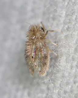 Moth Fly - Family Psychodidae, Psychoda alternata Habitat: Attracted to a light in a semi-rural area Geotagged,Psychoda,Psychoda alternata,Psychodidae,Summer,United States,diptera,moth fly