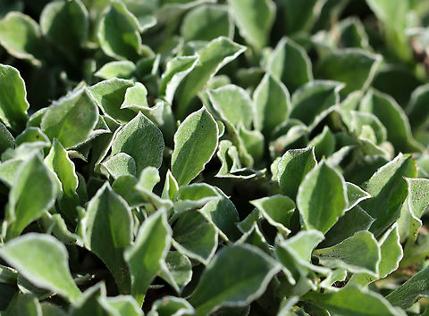 Field Pussytoes - Antennaria neglecta This plant has woolly stems, leaves and flower heads. It has two kinds of leaves: basal leaves in rosettes and small, linear leaves arranged alternately along each flower stalk.

During spring, a flower stalk emerges from the center of each basal rosette with terminal clusters of fuzzy, white flowers. Each flower cluster has over 20 small unscented flower heads. The fruits on female plants are seed-like achenes, with the fruiting heads resembling the fruiting heads of miniature dandelions.

Habitat: Growing in a cluster; meadow's edge Antennaria,Antennaria neglecta,Field pussytoes,Geotagged,Summer,United States