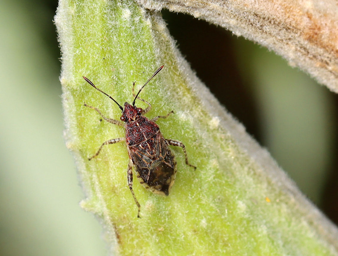 Unknown Bug - Family Rhopalidae, Stictopleurus sp.? Maybe Rhopalus sp. or Stictopleurus sp.<br />
<br />
Habitat: Found on milkweed in a meadow Geotagged,Rhopalidae,Summer,United States,bug,hemiptera,plant bug