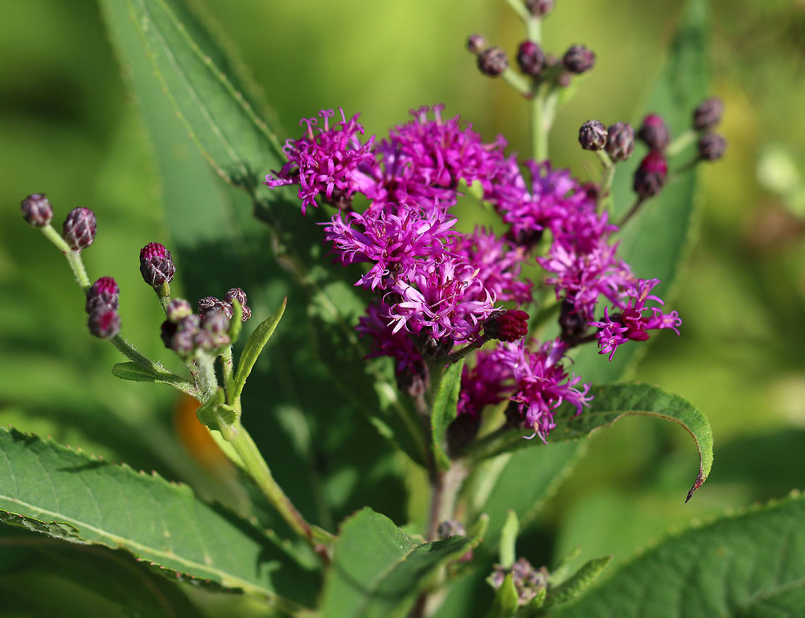 Ironweed - Vernonia sp. Maybe Vernonia noveboracensis.<br />
<br />
Habitat: Meadow Geotagged,Ironweed,Summer,United States,Vernonia