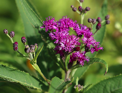 Ironweed - Vernonia sp. Maybe Vernonia noveboracensis.

Habitat: Meadow Geotagged,Ironweed,Summer,United States,Vernonia