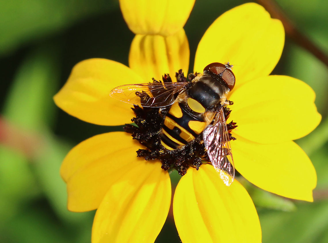 Transverse Flower Fly (Eristalis transversa) TL: ~ 10 mm. Thorax was gray and black; bright yellow scutellum and banding pattern on the abdomen.<br />
<br />
Habitat: Rural garden<br />
<figure class="photo"><a href="https://www.jungledragon.com/image/100675/transverse_flower_fly_eristalis_transversa.html" title="Transverse Flower Fly (Eristalis transversa)"><img src="https://s3.amazonaws.com/media.jungledragon.com/images/3232/100675_thumb.jpg?AWSAccessKeyId=05GMT0V3GWVNE7GGM1R2&Expires=1770854410&Signature=Mm8Q42S3vBtlYy425%2FxO13Te%2BBs%3D" width="200" height="150" alt="Transverse Flower Fly (Eristalis transversa) TL: ~ 10 mm. Thorax was gray and black; bright yellow scutellum and banding pattern on the abdomen.<br />
<br />
Habitat: Rural garden<br />
https://www.jungledragon.com/image/100674/transverse_flower_fly_eristalis_transversa.html Eristalis transversa,Geotagged,Summer,Transverse Flower Fly,United States" /></a></figure> Eristalis transversa,Geotagged,Summer,Syrphidae,Transverse Flower Fly,United States,fly,syrphid fly