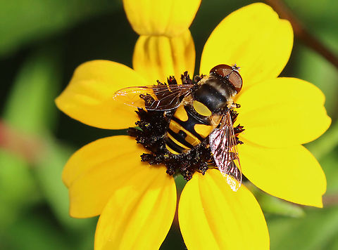 Transverse Flower Fly (Eristalis transversa) TL: ~ 10 mm. Thorax was gray and black; bright yellow scutellum and banding pattern on the abdomen.

Habitat: Rural garden
https://www.jungledragon.com/image/100675/transverse_flower_fly_eristalis_transversa.html Eristalis transversa,Geotagged,Summer,Syrphidae,Transverse Flower Fly,United States,fly,syrphid fly
