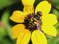 Transverse Flower Fly (Eristalis transversa) TL: ~ 10 mm. Thorax was gray and black; bright yellow scutellum and banding pattern on the abdomen.<br />
<br />
Habitat: Rural garden<br />
https://www.jungledragon.com/image/100675/transverse_flower_fly_eristalis_transversa.html Eristalis transversa,Geotagged,Summer,Syrphidae,Transverse Flower Fly,United States,fly,syrphid fly