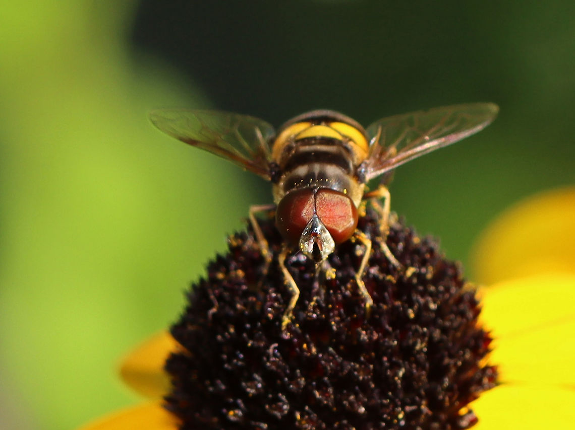 Transverse Flower Fly (Eristalis transversa) TL: ~ 10 mm. Thorax was gray and black; bright yellow scutellum and banding pattern on the abdomen.<br />
<br />
Habitat: Rural garden<br />
<figure class="photo"><a href="https://www.jungledragon.com/image/100674/transverse_flower_fly_eristalis_transversa.html" title="Transverse Flower Fly (Eristalis transversa)"><img src="https://s3.amazonaws.com/media.jungledragon.com/images/3232/100674_thumb.jpg?AWSAccessKeyId=05GMT0V3GWVNE7GGM1R2&Expires=1767225610&Signature=D%2BlngSZ5mS2PklXVntgFd6v7eCQ%3D" width="200" height="150" alt="Transverse Flower Fly (Eristalis transversa) TL: ~ 10 mm. Thorax was gray and black; bright yellow scutellum and banding pattern on the abdomen.<br />
<br />
Habitat: Rural garden<br />
https://www.jungledragon.com/image/100675/transverse_flower_fly_eristalis_transversa.html Eristalis transversa,Geotagged,Summer,Syrphidae,Transverse Flower Fly,United States,fly,syrphid fly" /></a></figure> Eristalis transversa,Geotagged,Summer,Transverse Flower Fly,United States