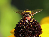 Transverse Flower Fly (Eristalis transversa) TL: ~ 10 mm. Thorax was gray and black; bright yellow scutellum and banding pattern on the abdomen.<br />
<br />
Habitat: Rural garden<br />
https://www.jungledragon.com/image/100674/transverse_flower_fly_eristalis_transversa.html Eristalis transversa,Geotagged,Summer,Transverse Flower Fly,United States