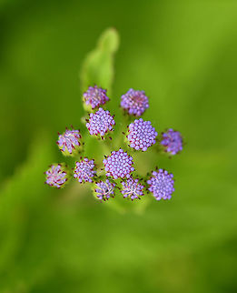 Blue Mistflower - Conoclinium coelestinum Habitat: Rural garden
https://www.jungledragon.com/image/100678/blue_mistflower_-_conoclinium_coelestinum.html
https://www.jungledragon.com/image/100677/blue_mistflower_-_conoclinium_coelestinum.html Blue Mistflower,Conoclinium,Conoclinium coelestinum,Geotagged,Summer,United States