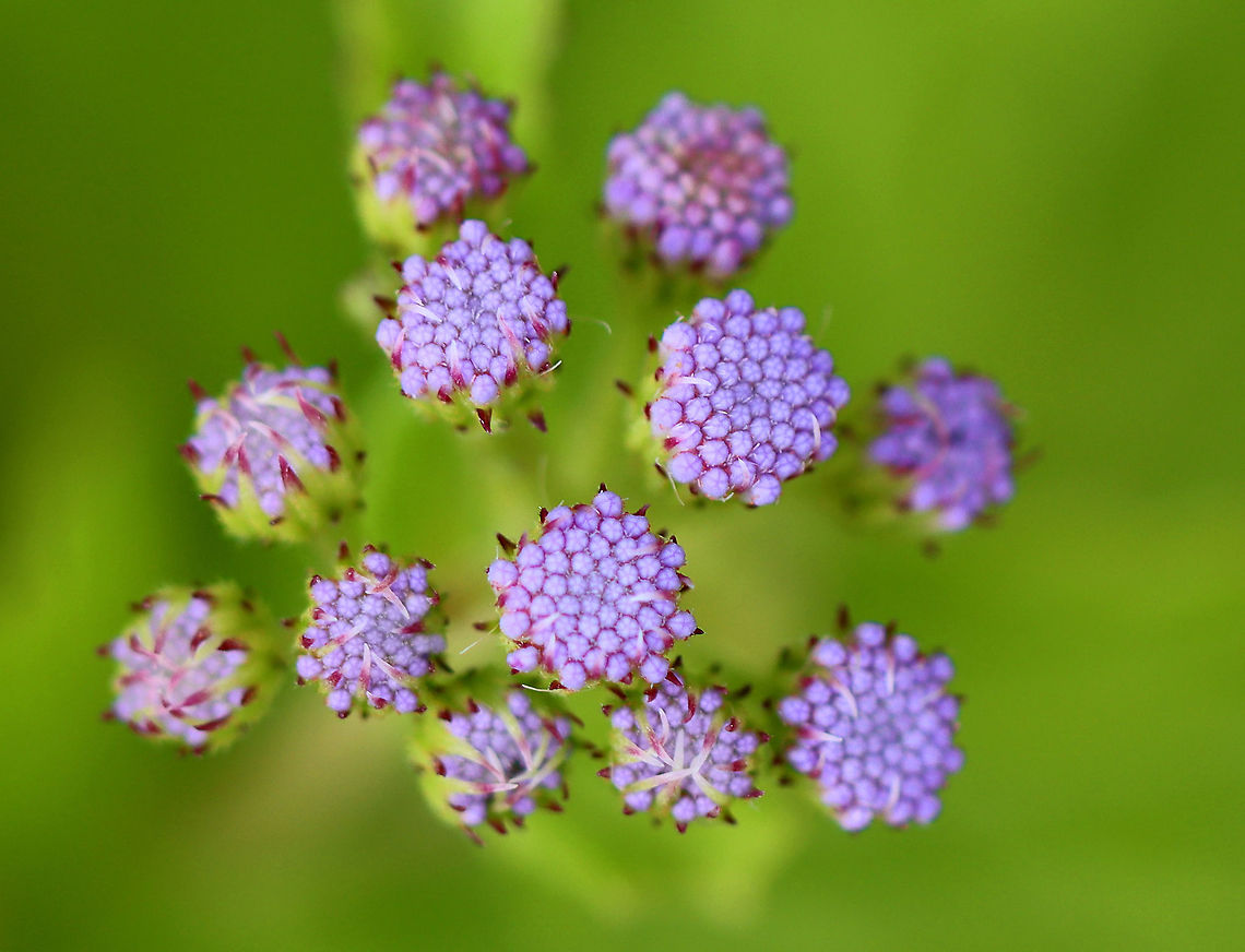 Blue Mistflower - Conoclinium coelestinum Habitat: Rural garden<br />
<figure class="photo"><a href="https://www.jungledragon.com/image/100676/blue_mistflower_-_conoclinium_coelestinum.html" title="Blue Mistflower - Conoclinium coelestinum"><img src="https://s3.amazonaws.com/media.jungledragon.com/images/3232/100676_thumb.jpg?AWSAccessKeyId=05GMT0V3GWVNE7GGM1R2&Expires=1759968010&Signature=RKdpCIvzCZ5Cn5nnDj98U1X7Yzc%3D" width="124" height="152" alt="Blue Mistflower - Conoclinium coelestinum Habitat: Rural garden<br />
https://www.jungledragon.com/image/100678/blue_mistflower_-_conoclinium_coelestinum.html<br />
https://www.jungledragon.com/image/100677/blue_mistflower_-_conoclinium_coelestinum.html Blue Mistflower,Conoclinium,Conoclinium coelestinum,Geotagged,Summer,United States" /></a></figure><br />
<figure class="photo"><a href="https://www.jungledragon.com/image/100678/blue_mistflower_-_conoclinium_coelestinum.html" title="Blue Mistflower - Conoclinium coelestinum"><img src="https://s3.amazonaws.com/media.jungledragon.com/images/3232/100678_thumb.jpg?AWSAccessKeyId=05GMT0V3GWVNE7GGM1R2&Expires=1759968010&Signature=NgnrRkEPjXwdBpEPvdPtKT6yb3A%3D" width="200" height="134" alt="Blue Mistflower - Conoclinium coelestinum Habitat: Rural garden<br />
https://www.jungledragon.com/image/100676/blue_mistflower_-_conoclinium_coelestinum.html<br />
https://www.jungledragon.com/image/100677/blue_mistflower_-_conoclinium_coelestinum.html Blue Mistflower,Conoclinium coelestinum,Geotagged,Summer,United States" /></a></figure> Blue Mistflower,Conoclinium coelestinum,Geotagged,Summer,United States