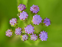 Blue Mistflower - Conoclinium coelestinum Habitat: Rural garden<br />
https://www.jungledragon.com/image/100676/blue_mistflower_-_conoclinium_coelestinum.html<br />
https://www.jungledragon.com/image/100678/blue_mistflower_-_conoclinium_coelestinum.html Blue Mistflower,Conoclinium coelestinum,Geotagged,Summer,United States