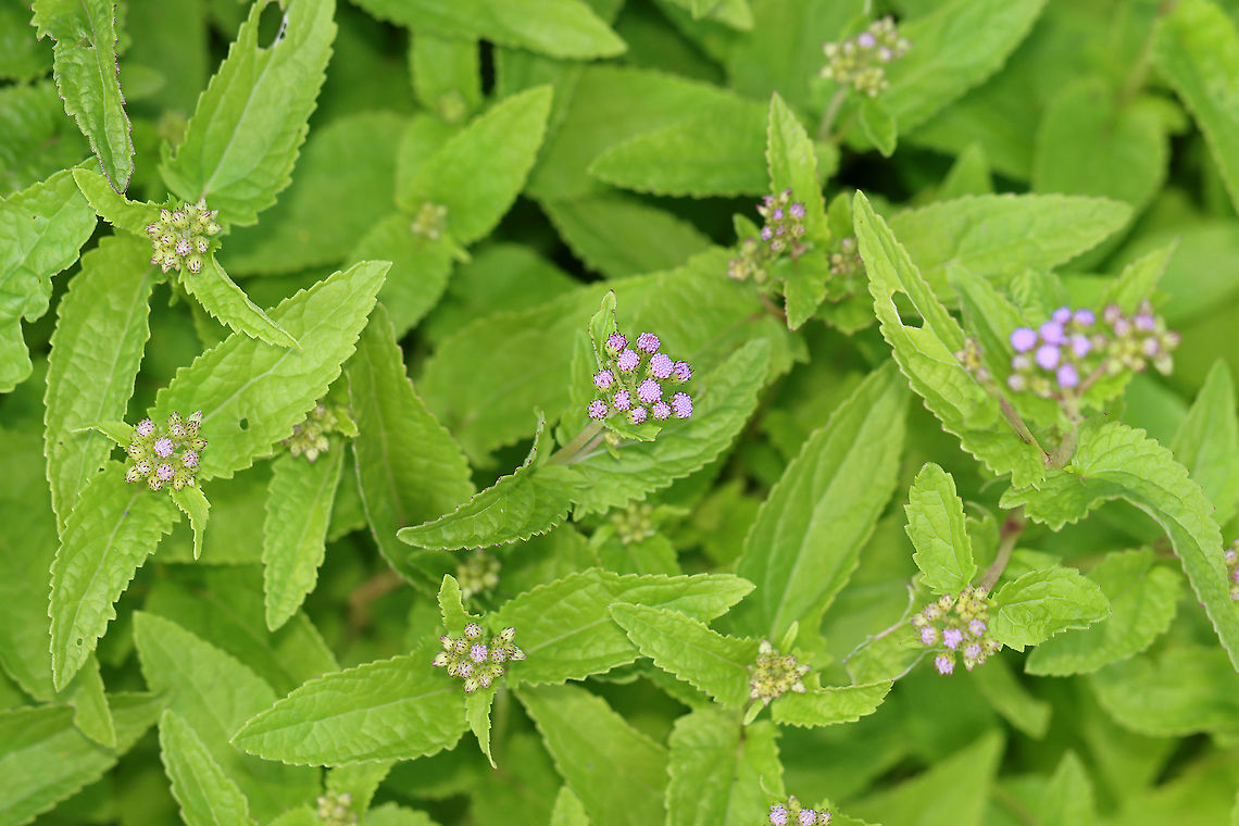 Blue Mistflower - Conoclinium coelestinum Habitat: Rural garden<br />
<figure class="photo"><a href="https://www.jungledragon.com/image/100676/blue_mistflower_-_conoclinium_coelestinum.html" title="Blue Mistflower - Conoclinium coelestinum"><img src="https://s3.amazonaws.com/media.jungledragon.com/images/3232/100676_thumb.jpg?AWSAccessKeyId=05GMT0V3GWVNE7GGM1R2&Expires=1769040010&Signature=xigh8l9u0Li877TUpvzypfHk1N4%3D" width="124" height="152" alt="Blue Mistflower - Conoclinium coelestinum Habitat: Rural garden<br />
https://www.jungledragon.com/image/100678/blue_mistflower_-_conoclinium_coelestinum.html<br />
https://www.jungledragon.com/image/100677/blue_mistflower_-_conoclinium_coelestinum.html Blue Mistflower,Conoclinium,Conoclinium coelestinum,Geotagged,Summer,United States" /></a></figure><br />
<figure class="photo"><a href="https://www.jungledragon.com/image/100677/blue_mistflower_-_conoclinium_coelestinum.html" title="Blue Mistflower - Conoclinium coelestinum"><img src="https://s3.amazonaws.com/media.jungledragon.com/images/3232/100677_thumb.jpg?AWSAccessKeyId=05GMT0V3GWVNE7GGM1R2&Expires=1769040010&Signature=RKC4zCtPR8k%2BNCeAV13KHilxQ4M%3D" width="200" height="154" alt="Blue Mistflower - Conoclinium coelestinum Habitat: Rural garden<br />
https://www.jungledragon.com/image/100676/blue_mistflower_-_conoclinium_coelestinum.html<br />
https://www.jungledragon.com/image/100678/blue_mistflower_-_conoclinium_coelestinum.html Blue Mistflower,Conoclinium coelestinum,Geotagged,Summer,United States" /></a></figure> Blue Mistflower,Conoclinium coelestinum,Geotagged,Summer,United States