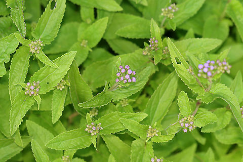 Blue Mistflower - Conoclinium coelestinum Habitat: Rural garden
https://www.jungledragon.com/image/100676/blue_mistflower_-_conoclinium_coelestinum.html
https://www.jungledragon.com/image/100677/blue_mistflower_-_conoclinium_coelestinum.html Blue Mistflower,Conoclinium coelestinum,Geotagged,Summer,United States