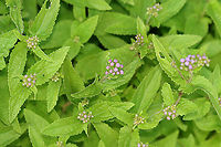 Blue Mistflower - Conoclinium coelestinum Habitat: Rural garden<br />
https://www.jungledragon.com/image/100676/blue_mistflower_-_conoclinium_coelestinum.html<br />
https://www.jungledragon.com/image/100677/blue_mistflower_-_conoclinium_coelestinum.html Blue Mistflower,Conoclinium coelestinum,Geotagged,Summer,United States