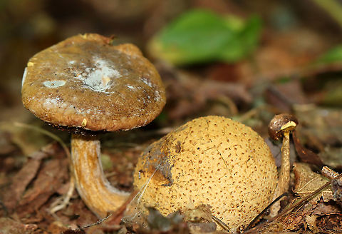 Parasitic Bolete - Pseudoboletus parasiticus, growing on Scleroderma citrinum A rare, parasitic bolete that grows on earthballs (Scleroderma citrinum).
Habitat: Growing on S. citrinum in a mixed forest
https://www.jungledragon.com/image/100699/parasitic_bolete_-_pseudoboletus_parasiticus_growing_on_scleroderma_citrinum.html Geotagged,Parasitic Bolete,Pseudoboletus parasiticus,Scleroderma,Scleroderma citrinum,Summer,United States,bolete,earthball,mushroom,parasitic bolete,parasitic mushroom,puffball