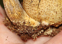 Parasitic Bolete - Pseudoboletus parasiticus, growing on Scleroderma citrinum A rare, parasitic bolete that grows on earthballs (Scleroderma citrinum).<br />
<br />
Habitat: Growing on S. citrinum in a mixed forest<br />
https://www.jungledragon.com/image/100695/parasitic_bolete_-_pseudoboletus_parasiticus_growing_on_scleroderma_citrinum.html Geotagged,Parasitic Bolete,Pseudoboletus parasiticus,Summer,United States