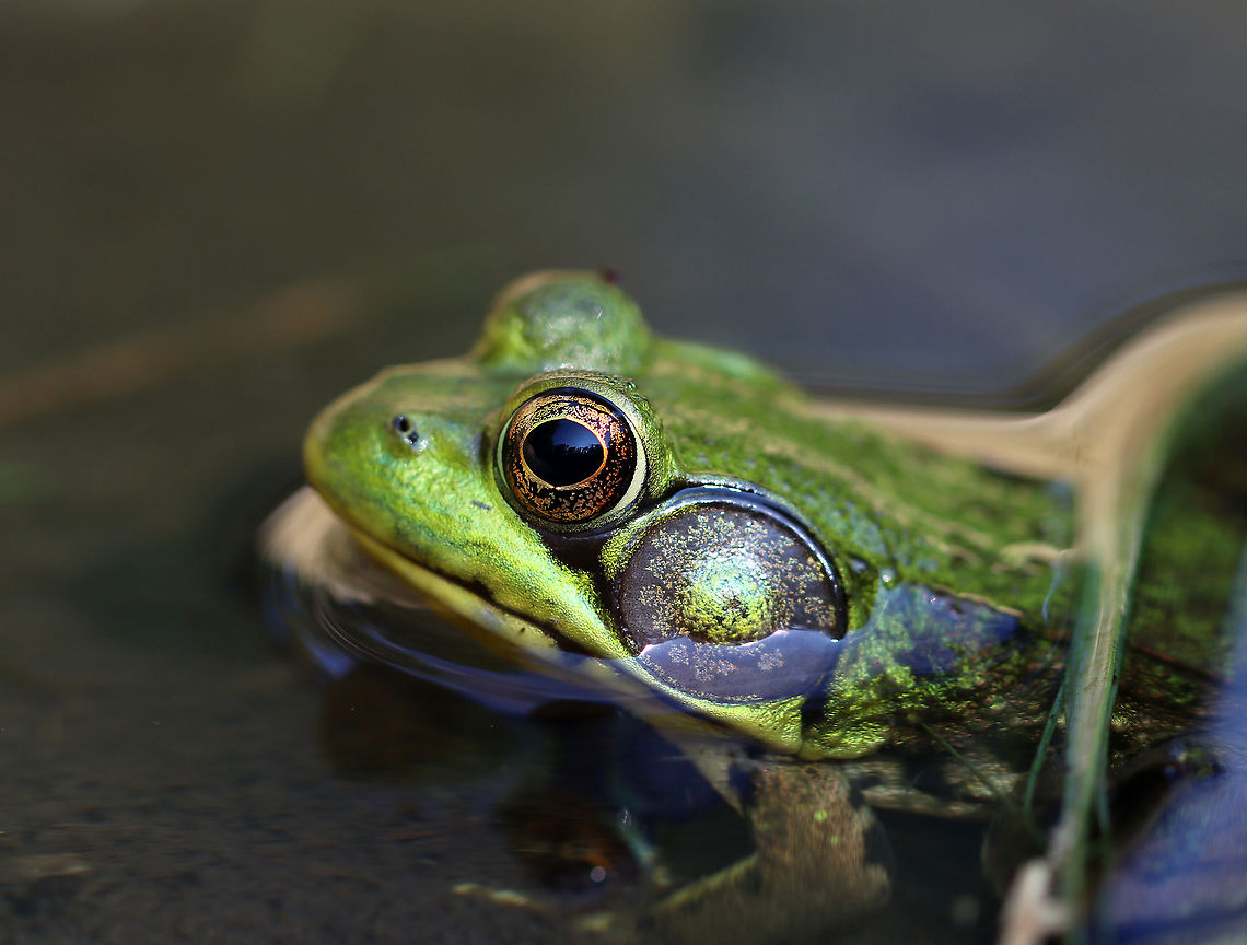 Green Frog - Lithobates clamitans Habitat: Woodland pond Geotagged,Green frog,Lithobates,Lithobates clamitans,Summer,United States,frog