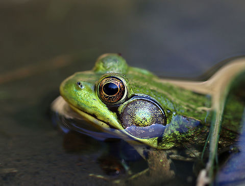 Green Frog - Lithobates clamitans Habitat: Woodland pond Geotagged,Green frog,Lithobates,Lithobates clamitans,Summer,United States,frog