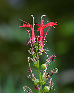 Cardinal Flower - Lobelia cardinalis Almost done for the summer, but there were still a couple red flowers remaining. 

Habitat: Pondside; mixed forest
 Geotagged,Lobelia,Lobelia cardinalis,Summer,United States,cardinal flower,red
