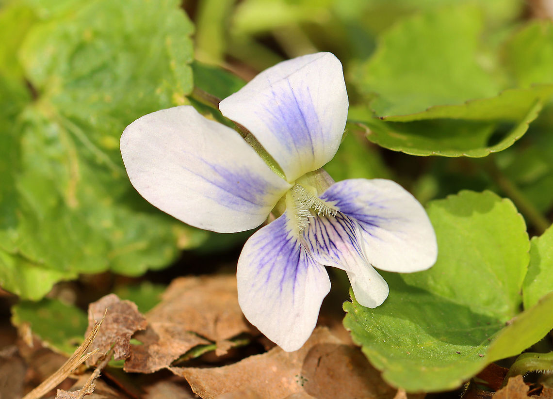 Violet - Viola sororia Violet and white flowers that consist of 5 rounded petals - 2 upper petals, 2 lateral petals with white beards, and a lower petal, which functions as a landing pad for visiting insects.<br />
<br />
Habitat: Mixed forest/floodplain edge Common Blue Violet,Geotagged,Spring,United States,Viola sororia,violet