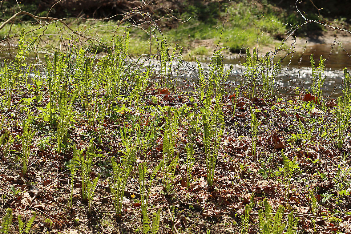 Ostrich Fern Fiddlehead - Matteuccia struthiopteris The unfurled, sterile leaves, which first appear above ground during the spring, are rolled and circular in shape. At this stage of development, they are referred to as &#039;fiddleheads&#039; or &#039;croziers&#039;.<br />
<br />
The scales (brown bits) on the ostrich fern rub off when you clean them.<br />
<br />
Habitat: Deciduous forest along the edge of a river  Geotagged,Matteuccia,Matteuccia struthiopteris,Ostrich fern,Spring,United States,fern