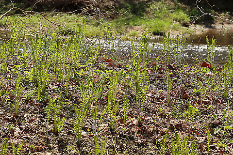 Ostrich Fern Fiddlehead - Matteuccia struthiopteris The unfurled, sterile leaves, which first appear above ground during the spring, are rolled and circular in shape. At this stage of development, they are referred to as 'fiddleheads' or 'croziers'.

The scales (brown bits) on the ostrich fern rub off when you clean them.

Habitat: Deciduous forest along the edge of a river  Geotagged,Matteuccia,Matteuccia struthiopteris,Ostrich fern,Spring,United States,fern