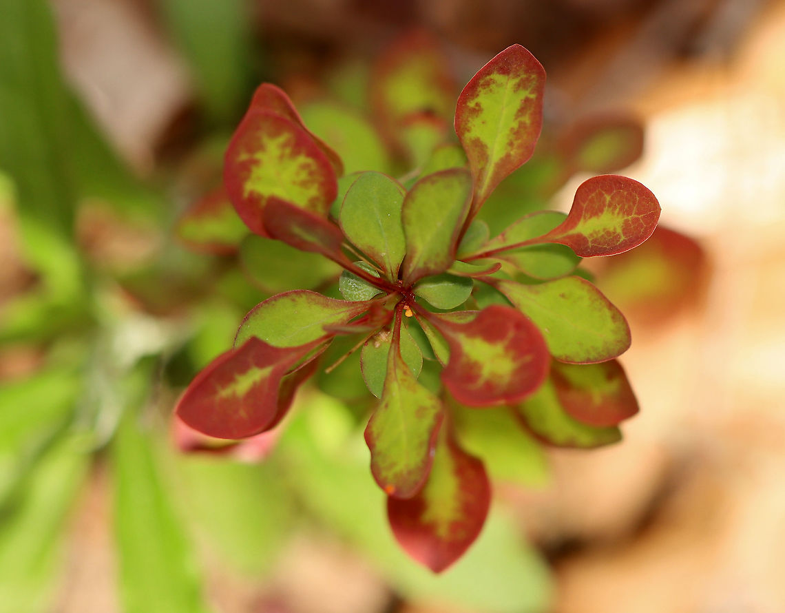 Japanese Barberry - Berberis thunbergii A small deciduous shrub that has branches with a single spine, which is actually a highly modified leaf, at each shoot node. The leaves are reddish purple in this variety, and the pale yellow flowers bloom in clusters during spring and early summer. The fruit is a glossy red, ovoid berry that contains a single seed. The fruit matures during late summer and persist through the winter. <br />
<br />
Habitat: Deciduous forest/meadow edge <br />
<figure class="photo"><a href="https://www.jungledragon.com/image/100761/japanese_barberry_-_berberis_thunbergii.html" title="Japanese Barberry - Berberis thunbergii"><img src="https://s3.amazonaws.com/media.jungledragon.com/images/3232/100761_thumb.jpg?AWSAccessKeyId=05GMT0V3GWVNE7GGM1R2&Expires=1759968010&Signature=aehPNXHlDb5f8pHsO%2BiTduTeYJo%3D" width="122" height="152" alt="Japanese Barberry - Berberis thunbergii A small deciduous shrub that has branches with a single spine, which is actually a highly modified leaf, at each shoot node. The leaves are reddish purple in this variety, and the pale yellow flowers bloom in clusters during spring and early summer. The fruit is a glossy red, ovoid berry that contains a single seed. The fruit matures during late summer and persist through the winter.<br />
<br />
Habitat: Deciduous forest/meadow edge<br />
<br />
*The plant to the lower left might be Euphorbia sp. (spurge).<br />
https://www.jungledragon.com/image/100760/japanese_barberry_-_berberis_thunbergii.html<br />
https://www.jungledragon.com/image/100763/japanese_barberry_-_berberis_thunbergii.html Berberis thunbergii,Geotagged,Japanese barberry,Spring,United States" /></a></figure><br />
<figure class="photo"><a href="https://www.jungledragon.com/image/100763/japanese_barberry_-_berberis_thunbergii.html" title="Japanese Barberry - Berberis thunbergii"><img src="https://s3.amazonaws.com/media.jungledragon.com/images/3232/100763_thumb.jpg?AWSAccessKeyId=05GMT0V3GWVNE7GGM1R2&Expires=1759968010&Signature=hscxJzF3ZSogMvhV10CbP2d0F%2BI%3D" width="200" height="158" alt="Japanese Barberry - Berberis thunbergii A small deciduous shrub that has branches with a single spine, which is actually a highly modified leaf, at each shoot node. The leaves are reddish purple in this variety, and the pale yellow flowers bloom in clusters during spring and early summer. The fruit is a glossy red, ovoid berry that contains a single seed. The fruit matures during late summer and persist through the winter.<br />
<br />
Habitat: Deciduous forest/meadow edge<br />
<br />
https://www.jungledragon.com/image/100761/japanese_barberry_-_berberis_thunbergii.html<br />
https://www.jungledragon.com/image/100760/japanese_barberry_-_berberis_thunbergii.html Berberis thunbergii,Geotagged,Japanese barberry,Spring,United States" /></a></figure> Berberis thunbergii,Geotagged,Japanese barberry,Spring,United States,barberry