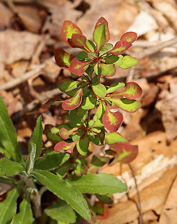 Japanese Barberry - Berberis thunbergii A small deciduous shrub that has branches with a single spine, which is actually a highly modified leaf, at each shoot node. The leaves are reddish purple in this variety, and the pale yellow flowers bloom in clusters during spring and early summer. The fruit is a glossy red, ovoid berry that contains a single seed. The fruit matures during late summer and persist through the winter.

Habitat: Deciduous forest/meadow edge

*The plant to the lower left might be Euphorbia sp. (spurge).
https://www.jungledragon.com/image/100760/japanese_barberry_-_berberis_thunbergii.html
https://www.jungledragon.com/image/100763/japanese_barberry_-_berberis_thunbergii.html Berberis thunbergii,Geotagged,Japanese barberry,Spring,United States