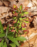 Japanese Barberry - Berberis thunbergii A small deciduous shrub that has branches with a single spine, which is actually a highly modified leaf, at each shoot node. The leaves are reddish purple in this variety, and the pale yellow flowers bloom in clusters during spring and early summer. The fruit is a glossy red, ovoid berry that contains a single seed. The fruit matures during late summer and persist through the winter.<br />
<br />
Habitat: Deciduous forest/meadow edge<br />
<br />
*The plant to the lower left might be Euphorbia sp. (spurge).<br />
https://www.jungledragon.com/image/100760/japanese_barberry_-_berberis_thunbergii.html<br />
https://www.jungledragon.com/image/100763/japanese_barberry_-_berberis_thunbergii.html Berberis thunbergii,Geotagged,Japanese barberry,Spring,United States