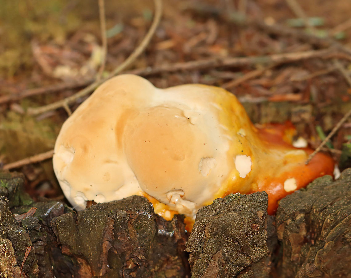 Hemlock Varnish Shelf - Ganoderma tsugae Shelf fungus with a shiny, varnished surface that has different, lumpy zones. White pores and flesh. This was a young specimen.<br />
<br />
This is a type of reishi mushroom, which are considered to have medicinal properties. They have a long history of use in Chinese medicine. Reishi mushrooms can also be used to make tea and dye wool and other fabrics.<br />
<br />
Habitat: Growing on a stump in a mixed forest; it grows on this stump every year Ganoderma,Ganoderma tsugae,Geotagged,Hemlock varnish shelf,Reishi,Spring,United States,fungus