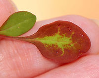 Japanese Barberry - Berberis thunbergii A small deciduous shrub that has branches with a single spine, which is actually a highly modified leaf, at each shoot node. The leaves are reddish purple in this variety, and the pale yellow flowers bloom in clusters during spring and early summer. The fruit is a glossy red, ovoid berry that contains a single seed. The fruit matures during late summer and persist through the winter.<br />
<br />
Habitat: Deciduous forest/meadow edge<br />
<br />
https://www.jungledragon.com/image/100761/japanese_barberry_-_berberis_thunbergii.html<br />
https://www.jungledragon.com/image/100760/japanese_barberry_-_berberis_thunbergii.html Berberis thunbergii,Geotagged,Japanese barberry,Spring,United States