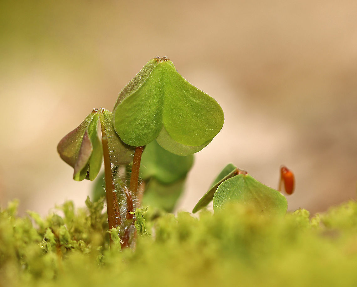 Sorrel - Oxalis sp. These plants were quite small and were growing in moss along the edge of a river in a shady forest dominated by sycamore.<br />
<br />
Habitat: Deciduous forest/river edge<br />
<figure class="photo"><a href="https://www.jungledragon.com/image/100767/sorrel_-_oxalis_sp.html" title="Sorrel - Oxalis sp."><img src="https://s3.amazonaws.com/media.jungledragon.com/images/3232/100767_thumb.jpg?AWSAccessKeyId=05GMT0V3GWVNE7GGM1R2&Expires=1759968010&Signature=0OTS3i2GKQZ9dHzd20eodY9HSTI%3D" width="120" height="152" alt="Sorrel - Oxalis sp. These plants were quite small and were growing in moss along the edge of a river in a shady forest dominated by sycamore.<br />
<br />
Habitat: Deciduous forest/river edge<br />
https://www.jungledragon.com/image/100764/sorrel_-_oxalis_sp.html<br />
https://www.jungledragon.com/image/100765/sorrel_-_oxalis_sp.html Geotagged,Spring,United States" /></a></figure><br />
<figure class="photo"><a href="https://www.jungledragon.com/image/100765/sorrel_-_oxalis_sp.html" title="Sorrel - Oxalis sp."><img src="https://s3.amazonaws.com/media.jungledragon.com/images/3232/100765_thumb.jpg?AWSAccessKeyId=05GMT0V3GWVNE7GGM1R2&Expires=1759968010&Signature=kOpLe1Itucoj%2BzEC4BiS%2BD7jQFI%3D" width="200" height="122" alt="Sorrel - Oxalis sp. These plants were quite small and were growing in moss along the edge of a river in a shady forest dominated by sycamore.<br />
<br />
Habitat: Deciduous forest/river edge<br />
https://www.jungledragon.com/image/100764/sorrel_-_oxalis_sp.html<br />
https://www.jungledragon.com/image/100767/sorrel_-_oxalis_sp.html Geotagged,Spring,United States" /></a></figure> Geotagged,Spring,United States,oxalis,sorrel