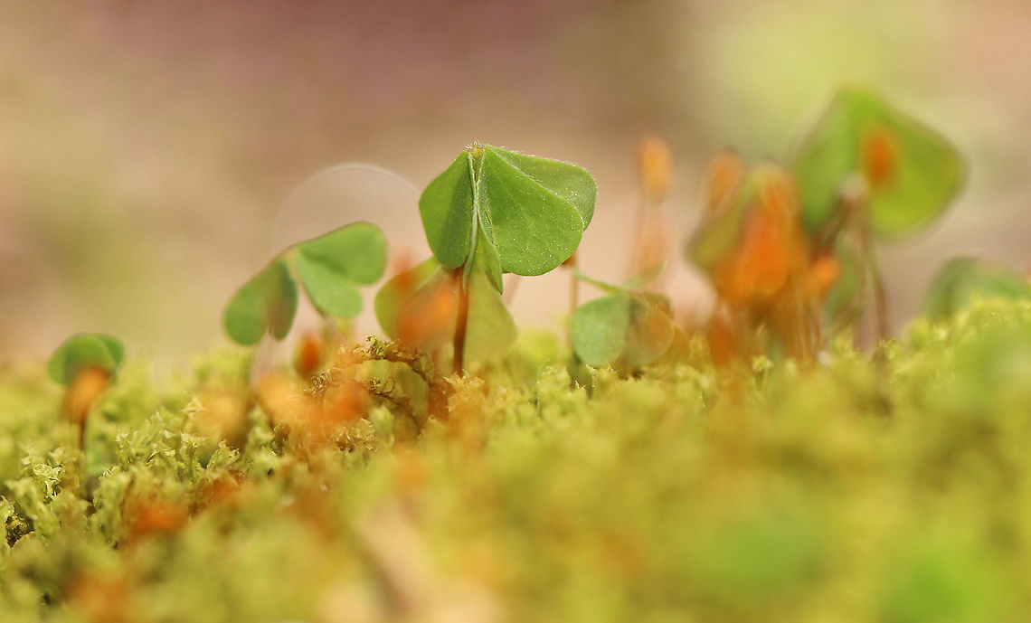 Sorrel - Oxalis sp. These plants were quite small and were growing in moss along the edge of a river in a shady forest dominated by sycamore.<br />
<br />
Habitat: Deciduous forest/river edge<br />
<figure class="photo"><a href="https://www.jungledragon.com/image/100764/sorrel_-_oxalis_sp.html" title="Sorrel - Oxalis sp."><img src="https://s3.amazonaws.com/media.jungledragon.com/images/3232/100764_thumb.jpg?AWSAccessKeyId=05GMT0V3GWVNE7GGM1R2&Expires=1759968010&Signature=r%2F5CIuuWBUrw8hwW5Ihg360vKts%3D" width="200" height="162" alt="Sorrel - Oxalis sp. These plants were quite small and were growing in moss along the edge of a river in a shady forest dominated by sycamore.<br />
<br />
Habitat: Deciduous forest/river edge<br />
https://www.jungledragon.com/image/100767/sorrel_-_oxalis_sp.html<br />
https://www.jungledragon.com/image/100765/sorrel_-_oxalis_sp.html Geotagged,Spring,United States,oxalis,sorrel" /></a></figure><br />
<figure class="photo"><a href="https://www.jungledragon.com/image/100767/sorrel_-_oxalis_sp.html" title="Sorrel - Oxalis sp."><img src="https://s3.amazonaws.com/media.jungledragon.com/images/3232/100767_thumb.jpg?AWSAccessKeyId=05GMT0V3GWVNE7GGM1R2&Expires=1759968010&Signature=0OTS3i2GKQZ9dHzd20eodY9HSTI%3D" width="120" height="152" alt="Sorrel - Oxalis sp. These plants were quite small and were growing in moss along the edge of a river in a shady forest dominated by sycamore.<br />
<br />
Habitat: Deciduous forest/river edge<br />
https://www.jungledragon.com/image/100764/sorrel_-_oxalis_sp.html<br />
https://www.jungledragon.com/image/100765/sorrel_-_oxalis_sp.html Geotagged,Spring,United States" /></a></figure> Geotagged,Spring,United States
