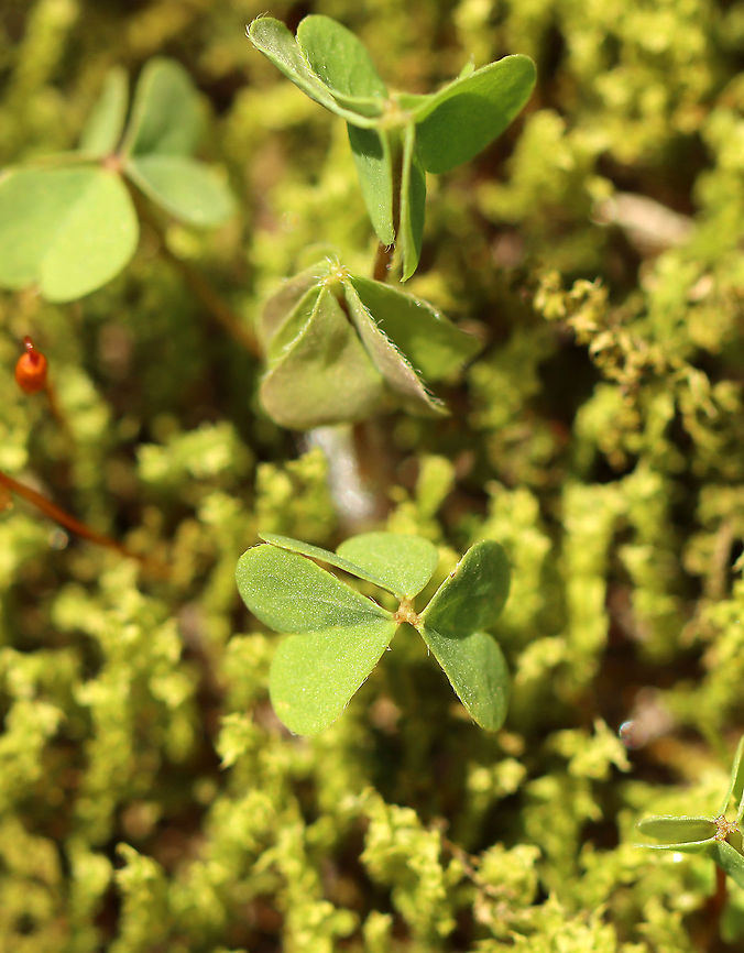 Sorrel - Oxalis sp. These plants were quite small and were growing in moss along the edge of a river in a shady forest dominated by sycamore.<br />
<br />
Habitat: Deciduous forest/river edge<br />
<figure class="photo"><a href="https://www.jungledragon.com/image/100764/sorrel_-_oxalis_sp.html" title="Sorrel - Oxalis sp."><img src="https://s3.amazonaws.com/media.jungledragon.com/images/3232/100764_thumb.jpg?AWSAccessKeyId=05GMT0V3GWVNE7GGM1R2&Expires=1759968010&Signature=r%2F5CIuuWBUrw8hwW5Ihg360vKts%3D" width="200" height="162" alt="Sorrel - Oxalis sp. These plants were quite small and were growing in moss along the edge of a river in a shady forest dominated by sycamore.<br />
<br />
Habitat: Deciduous forest/river edge<br />
https://www.jungledragon.com/image/100767/sorrel_-_oxalis_sp.html<br />
https://www.jungledragon.com/image/100765/sorrel_-_oxalis_sp.html Geotagged,Spring,United States,oxalis,sorrel" /></a></figure><br />
<figure class="photo"><a href="https://www.jungledragon.com/image/100765/sorrel_-_oxalis_sp.html" title="Sorrel - Oxalis sp."><img src="https://s3.amazonaws.com/media.jungledragon.com/images/3232/100765_thumb.jpg?AWSAccessKeyId=05GMT0V3GWVNE7GGM1R2&Expires=1759968010&Signature=kOpLe1Itucoj%2BzEC4BiS%2BD7jQFI%3D" width="200" height="122" alt="Sorrel - Oxalis sp. These plants were quite small and were growing in moss along the edge of a river in a shady forest dominated by sycamore.<br />
<br />
Habitat: Deciduous forest/river edge<br />
https://www.jungledragon.com/image/100764/sorrel_-_oxalis_sp.html<br />
https://www.jungledragon.com/image/100767/sorrel_-_oxalis_sp.html Geotagged,Spring,United States" /></a></figure> Geotagged,Spring,United States