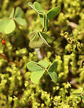 Sorrel - Oxalis sp. These plants were quite small and were growing in moss along the edge of a river in a shady forest dominated by sycamore.<br />
<br />
Habitat: Deciduous forest/river edge<br />
https://www.jungledragon.com/image/100764/sorrel_-_oxalis_sp.html<br />
https://www.jungledragon.com/image/100765/sorrel_-_oxalis_sp.html Geotagged,Spring,United States