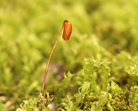 Unidentified Moss I haven't been able to figure out the ID of this moss.

Habitat: Growing on a stump along the edge of a river in a deciduous forest dominated by sycamore.
https://www.jungledragon.com/image/100770/unidentified_moss.html Geotagged,Spring,United States,moss