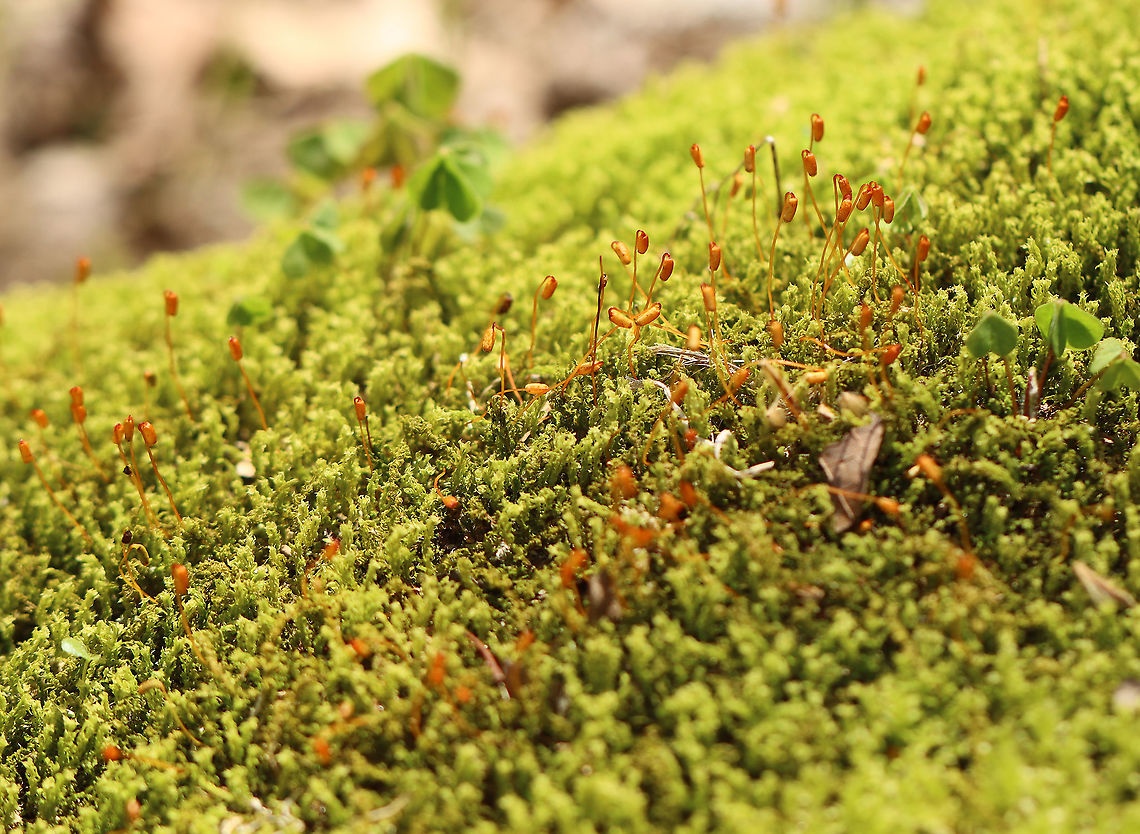 Unidentified Moss I haven&#039;t been able to figure out the ID of this moss.<br />
<br />
Habitat: Growing on a stump along the edge of a river in a deciduous forest dominated by sycamore.<br />
<figure class="photo"><a href="https://www.jungledragon.com/image/100769/unidentified_moss.html" title="Unidentified Moss"><img src="https://s3.amazonaws.com/media.jungledragon.com/images/3232/100769_thumb.jpg?AWSAccessKeyId=05GMT0V3GWVNE7GGM1R2&Expires=1761782410&Signature=fvu3FG5mrGBDLnCK9zt5%2FqHtMtU%3D" width="200" height="162" alt="Unidentified Moss I haven&#039;t been able to figure out the ID of this moss.<br />
<br />
Habitat: Growing on a stump along the edge of a river in a deciduous forest dominated by sycamore.<br />
https://www.jungledragon.com/image/100770/unidentified_moss.html Geotagged,Spring,United States,moss" /></a></figure> Geotagged,Moss,Spring,United States