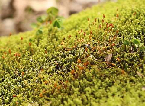 Unidentified Moss I haven't been able to figure out the ID of this moss.

Habitat: Growing on a stump along the edge of a river in a deciduous forest dominated by sycamore.
https://www.jungledragon.com/image/100769/unidentified_moss.html Geotagged,Moss,Spring,United States