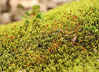 Unidentified Moss I haven't been able to figure out the ID of this moss.<br />
<br />
Habitat: Growing on a stump along the edge of a river in a deciduous forest dominated by sycamore.<br />
https://www.jungledragon.com/image/100769/unidentified_moss.html Geotagged,Moss,Spring,United States
