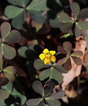 Creeping Woodsorrel - Oxalis corniculata Oxalis corniculata is edible and tastes sour. It's good for use steeped in tea or chewed raw. Ingesting large quantities is not a good idea though because the plant contains oxalic acid.<br />
<br />
Habitat: Old garden/meadow<br />
https://www.jungledragon.com/image/100803/creeping_woodsorrel_-_oxalis_corniculata.html Creeping woodsorrel,Geotagged,Oxalis corniculata,Summer,United States,oxalis,sorrel,wood sorrel