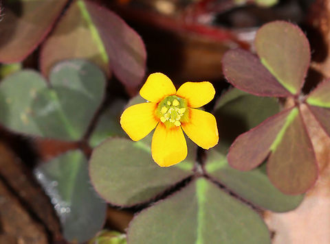 Creeping Woodsorrel - Oxalis corniculata Oxalis corniculata is edible and tastes sour. It's good for use steeped in tea or chewed raw. Ingesting large quantities is not a good idea though because the plant contains oxalic acid.

Habitat: Old garden/meadow
https://www.jungledragon.com/image/100802/creeping_woodsorrel_-_oxalis_corniculata.html Creeping woodsorrel,Geotagged,Oxalis corniculata,Summer,United States