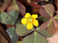 Creeping Woodsorrel - Oxalis corniculata Oxalis corniculata is edible and tastes sour. It's good for use steeped in tea or chewed raw. Ingesting large quantities is not a good idea though because the plant contains oxalic acid.<br />
<br />
Habitat: Old garden/meadow<br />
https://www.jungledragon.com/image/100802/creeping_woodsorrel_-_oxalis_corniculata.html Creeping woodsorrel,Geotagged,Oxalis corniculata,Summer,United States