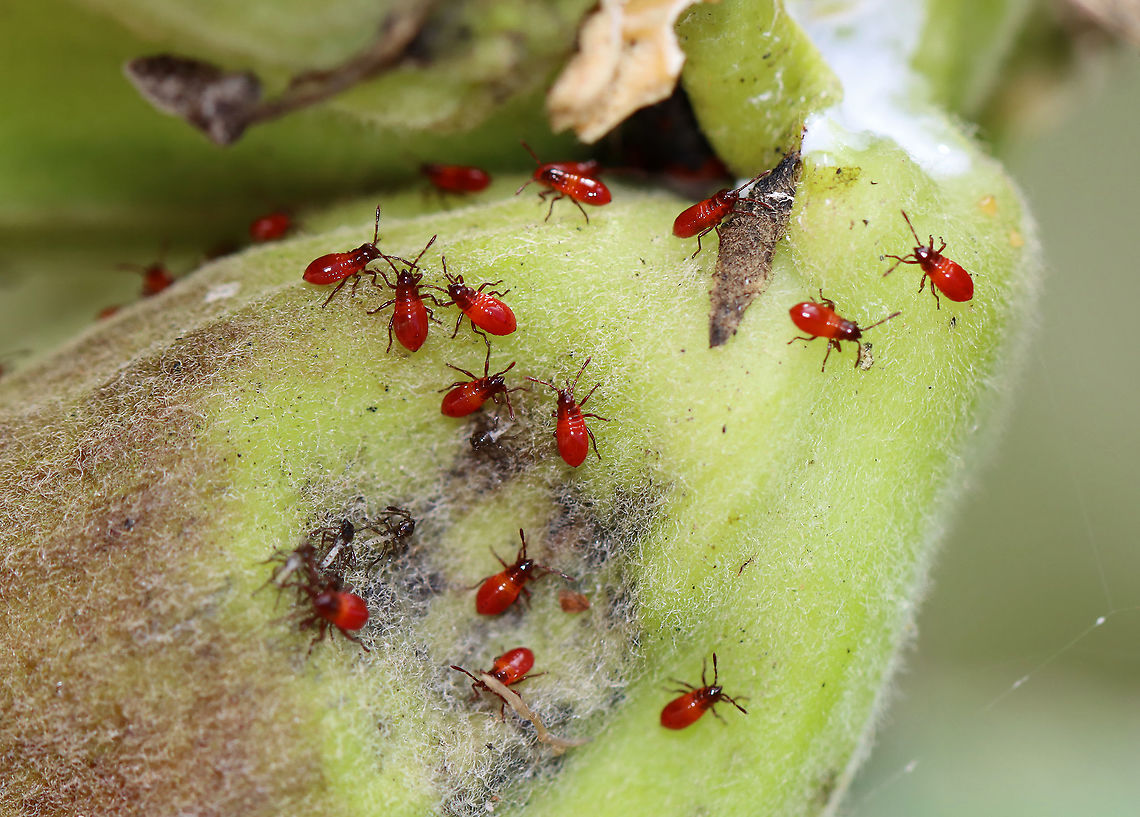 Small Milkweed Bug Nymphs - Lygaeus kalmii These nymphs were clustered tightly together with a few adults. When I touched the milkweed pod, I broke up the party and they started to scatter.<br />
<br />
Habitat: Milkweed in a old garden/meadow Geotagged,Lygaeus kalmii,Small milkweed bug,Summer,United States,bug,milkweed bug,nymph