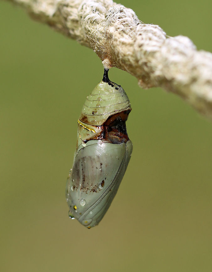 Monarch Chrysalis - Danaus plexippus This pupa looked like something had either take a bite out of it while it was still forming or it had a disease. Or, perhaps it was just deformed. The brown part was hardened and not an open wound.  I took the chrysalis home to dissect it, but found nothing of value (to me, at least) inside. The inside was pretty much just black/dark brown goo with a few vague structures.<br />
<br />
Habitat: Hanging from a rope fence in an old garden/meadow. Milkweed was nearby.<br />
<figure class="photo"><a href="https://www.jungledragon.com/image/100809/monarch_chrysalis_-_danaus_plexippus.html" title="Monarch Chrysalis - Danaus plexippus"><img src="https://s3.amazonaws.com/media.jungledragon.com/images/3232/100809_thumb.jpg?AWSAccessKeyId=05GMT0V3GWVNE7GGM1R2&Expires=1769040010&Signature=XryLUmCNE%2BUwhOXKdWYLr2m96nE%3D" width="124" height="152" alt="Monarch Chrysalis - Danaus plexippus This pupa looked like something had either take a bite out of it while it was still forming or it had a disease. Or, perhaps it was just deformed. The brown part was hardened and not an open wound. I took the chrysalis home to dissect it, but found nothing of value (to me, at least) inside. The inside was pretty much just black/dark brown goo with a few vague structures.<br />
<br />
Habitat: Hanging from a rope fence in an old garden/meadow. Milkweed was nearby.<br />
https://www.jungledragon.com/image/100805/monarch_chrysalis_-_danaus_plexippus.html<br />
https://www.jungledragon.com/image/100808/monarch_chrysalis_-_danaus_plexippus.html<br />
https://www.jungledragon.com/image/100807/monarch_chrysalis_-_danaus_plexippus.html<br />
https://www.jungledragon.com/image/100806/monarch_chrysalis_-_danaus_plexippus.html Danaus plexippus,Geotagged,Monarch butterfly,Summer,United States" /></a></figure><br />
<figure class="photo"><a href="https://www.jungledragon.com/image/100808/monarch_chrysalis_-_danaus_plexippus.html" title="Monarch Chrysalis - Danaus plexippus"><img src="https://s3.amazonaws.com/media.jungledragon.com/images/3232/100808_thumb.jpg?AWSAccessKeyId=05GMT0V3GWVNE7GGM1R2&Expires=1769040010&Signature=J24U2IEwJyzNLr3F7fsMnPuSwho%3D" width="112" height="152" alt="Monarch Chrysalis - Danaus plexippus This pupa looked like something had either take a bite out of it while it was still forming or it had a disease. Or, perhaps it was just deformed. The brown part was hardened and not an open wound. I took the chrysalis home to dissect it, but found nothing of value (to me, at least) inside. The inside was pretty much just black/dark brown goo with a few vague structures.<br />
<br />
Habitat: Hanging from a rope fence in an old garden/meadow. Milkweed was nearby.<br />
https://www.jungledragon.com/image/100805/monarch_chrysalis_-_danaus_plexippus.html<br />
https://www.jungledragon.com/image/100809/monarch_chrysalis_-_danaus_plexippus.html<br />
https://www.jungledragon.com/image/100807/monarch_chrysalis_-_danaus_plexippus.html<br />
https://www.jungledragon.com/image/100806/monarch_chrysalis_-_danaus_plexippus.html Danaus plexippus,Geotagged,Monarch butterfly,Summer,United States" /></a></figure><br />
<figure class="photo"><a href="https://www.jungledragon.com/image/100807/monarch_chrysalis_-_danaus_plexippus.html" title="Monarch Chrysalis - Danaus plexippus"><img src="https://s3.amazonaws.com/media.jungledragon.com/images/3232/100807_thumb.jpg?AWSAccessKeyId=05GMT0V3GWVNE7GGM1R2&Expires=1769040010&Signature=DgyDjjVnefWmHa9KzmlrILvuZd0%3D" width="200" height="134" alt="Monarch Chrysalis - Danaus plexippus This pupa looked like something had either take a bite out of it while it was still forming or it had a disease. Or, perhaps it was just deformed. The brown part was hardened and not an open wound. I took the chrysalis home to dissect it, but found nothing of value (to me, at least) inside. The inside was pretty much just black/dark brown goo with a few vague structures.<br />
<br />
Habitat: Hanging from a rope fence in an old garden/meadow. Milkweed was nearby.<br />
https://www.jungledragon.com/image/100808/monarch_chrysalis_-_danaus_plexippus.html<br />
https://www.jungledragon.com/image/100806/monarch_chrysalis_-_danaus_plexippus.html<br />
https://www.jungledragon.com/image/100805/monarch_chrysalis_-_danaus_plexippus.html<br />
https://www.jungledragon.com/image/100809/monarch_chrysalis_-_danaus_plexippus.html<br />
 Danaus plexippus,Geotagged,Monarch butterfly,Summer,United States" /></a></figure><br />
<figure class="photo"><a href="https://www.jungledragon.com/image/100806/monarch_chrysalis_-_danaus_plexippus.html" title="Monarch Chrysalis - Danaus plexippus"><img src="https://s3.amazonaws.com/media.jungledragon.com/images/3232/100806_thumb.jpg?AWSAccessKeyId=05GMT0V3GWVNE7GGM1R2&Expires=1769040010&Signature=rwdyZCOuVQZkmqOlaLg%2FBMHgwDc%3D" width="200" height="182" alt="Monarch Chrysalis - Danaus plexippus This pupa looked like something had either take a bite out of it while it was still forming or it had a disease. Or, perhaps it was just deformed. The brown part was hardened and not an open wound. I took the chrysalis home to dissect it, but found nothing of value (to me, at least) inside. The inside was pretty much just black/dark brown goo with a few vague structures.<br />
<br />
Habitat: Hanging from a rope fence in an old garden/meadow. Milkweed was nearby.<br />
https://www.jungledragon.com/image/100808/monarch_chrysalis_-_danaus_plexippus.html<br />
https://www.jungledragon.com/image/100807/monarch_chrysalis_-_danaus_plexippus.html<br />
https://www.jungledragon.com/image/100809/monarch_chrysalis_-_danaus_plexippus.html<br />
https://www.jungledragon.com/image/100805/monarch_chrysalis_-_danaus_plexippus.html Danaus plexippus,Geotagged,Monarch butterfly,Summer,United States" /></a></figure> Danaus,Danaus plexippus,Geotagged,Monarch butterfly,Summer,United States,chrysalis,monarch,pupa